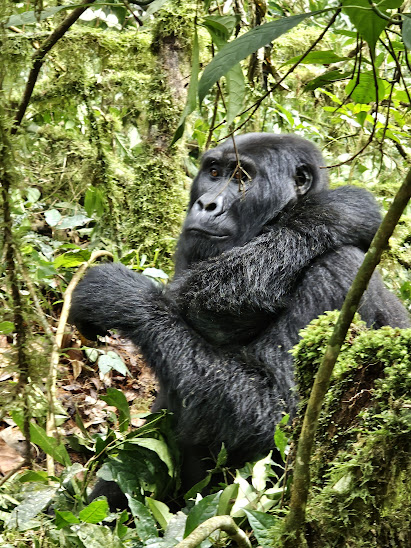 Gorilla tracking